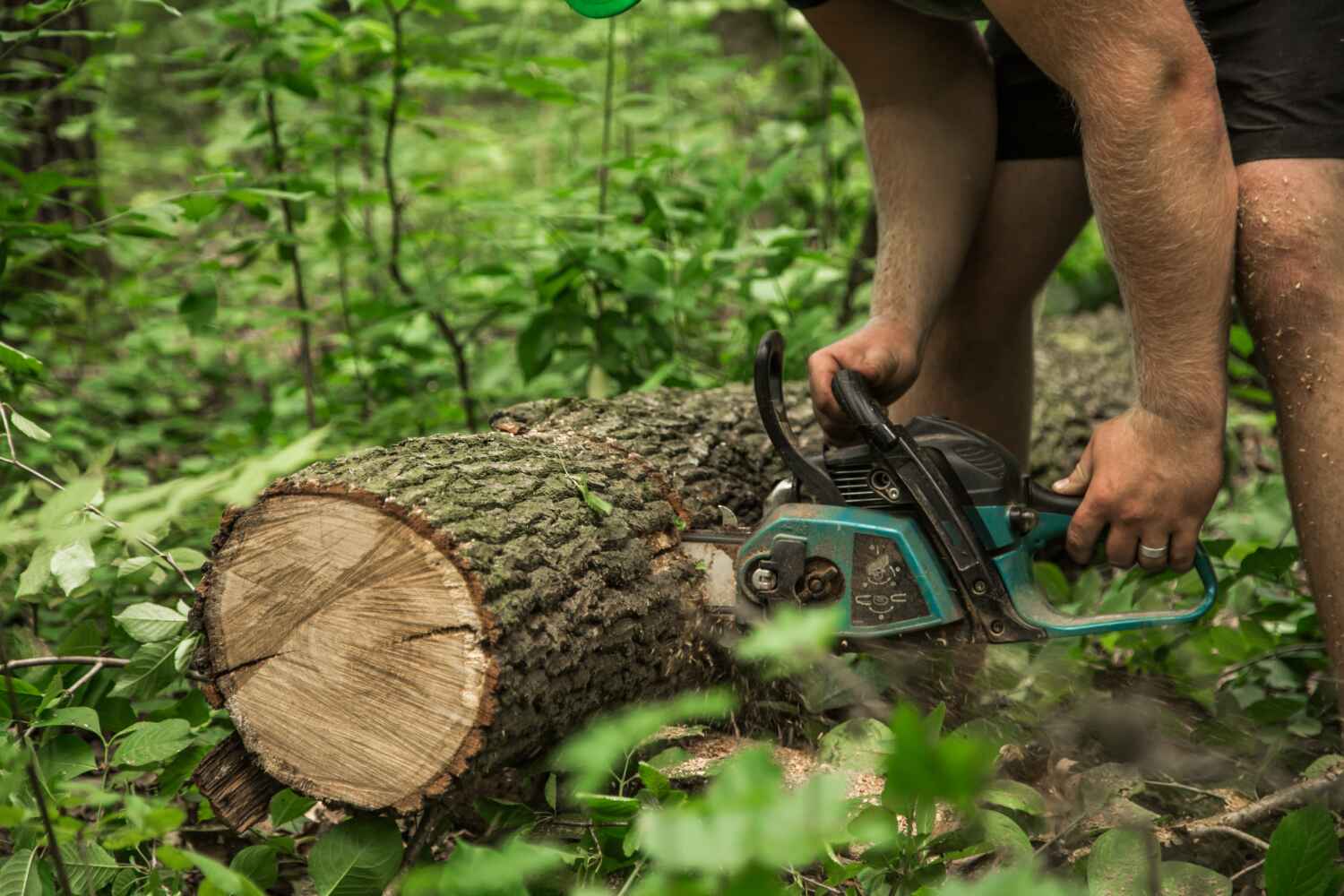 Best Affordable Tree Service  in Algonquin, IL